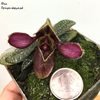 Paphiopedilum rungsuriyanum